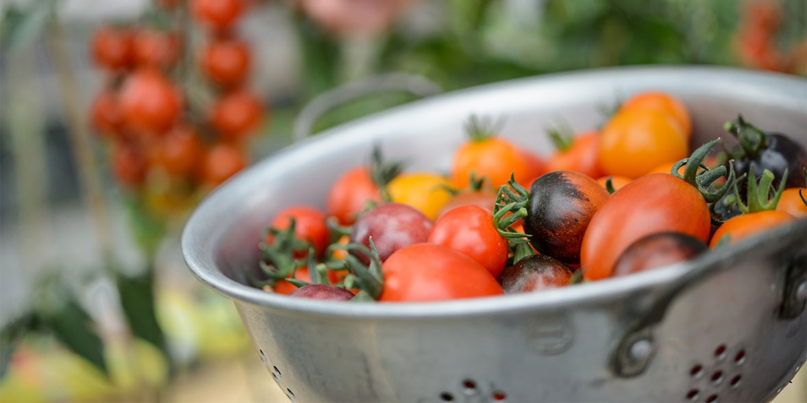 5 secrets of how to grow the tastiest tomatoes