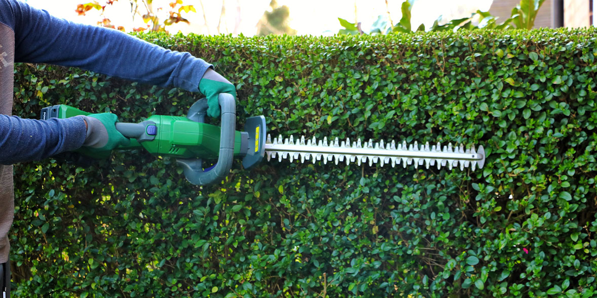 Person trimming a hedge